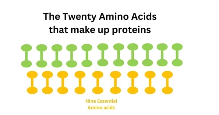 twenty amino acids that make up proteins