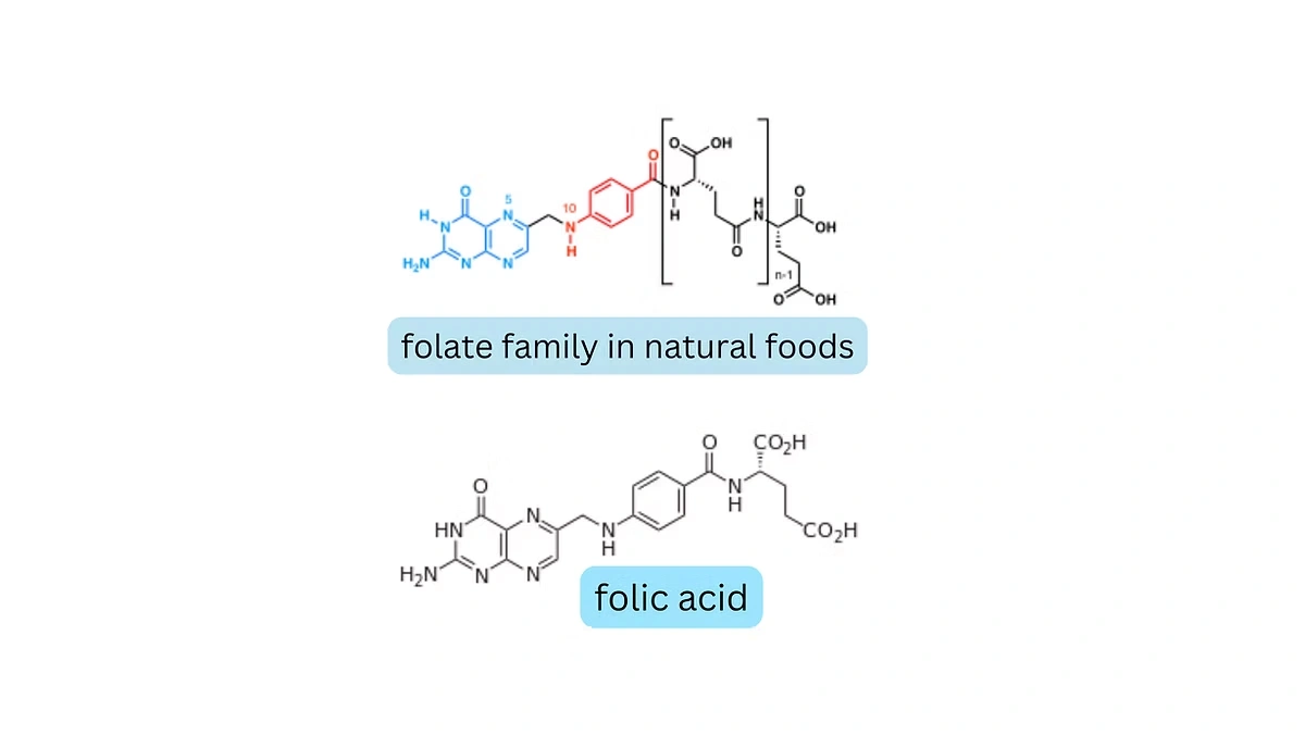 folate family in natural foods