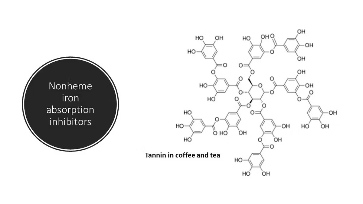 nonheme iron absorption