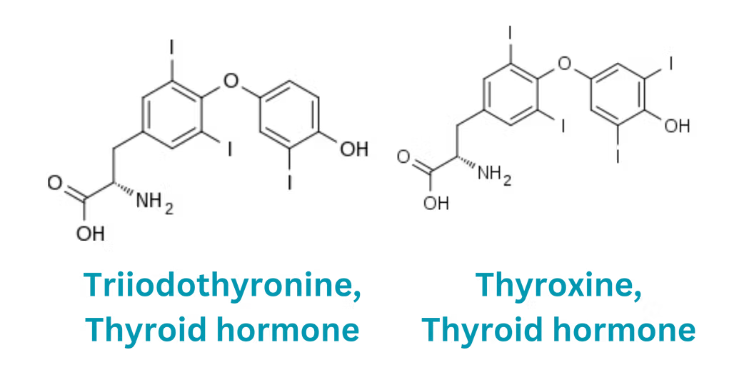 thyroid hormone