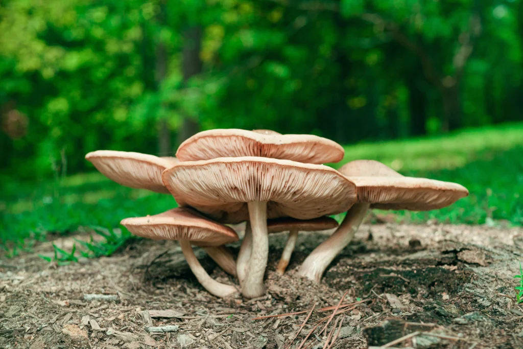 Mushroom, beech