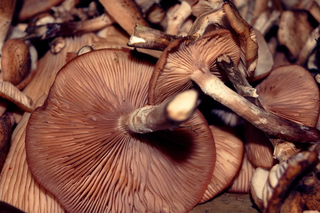 Mushroom, maitake