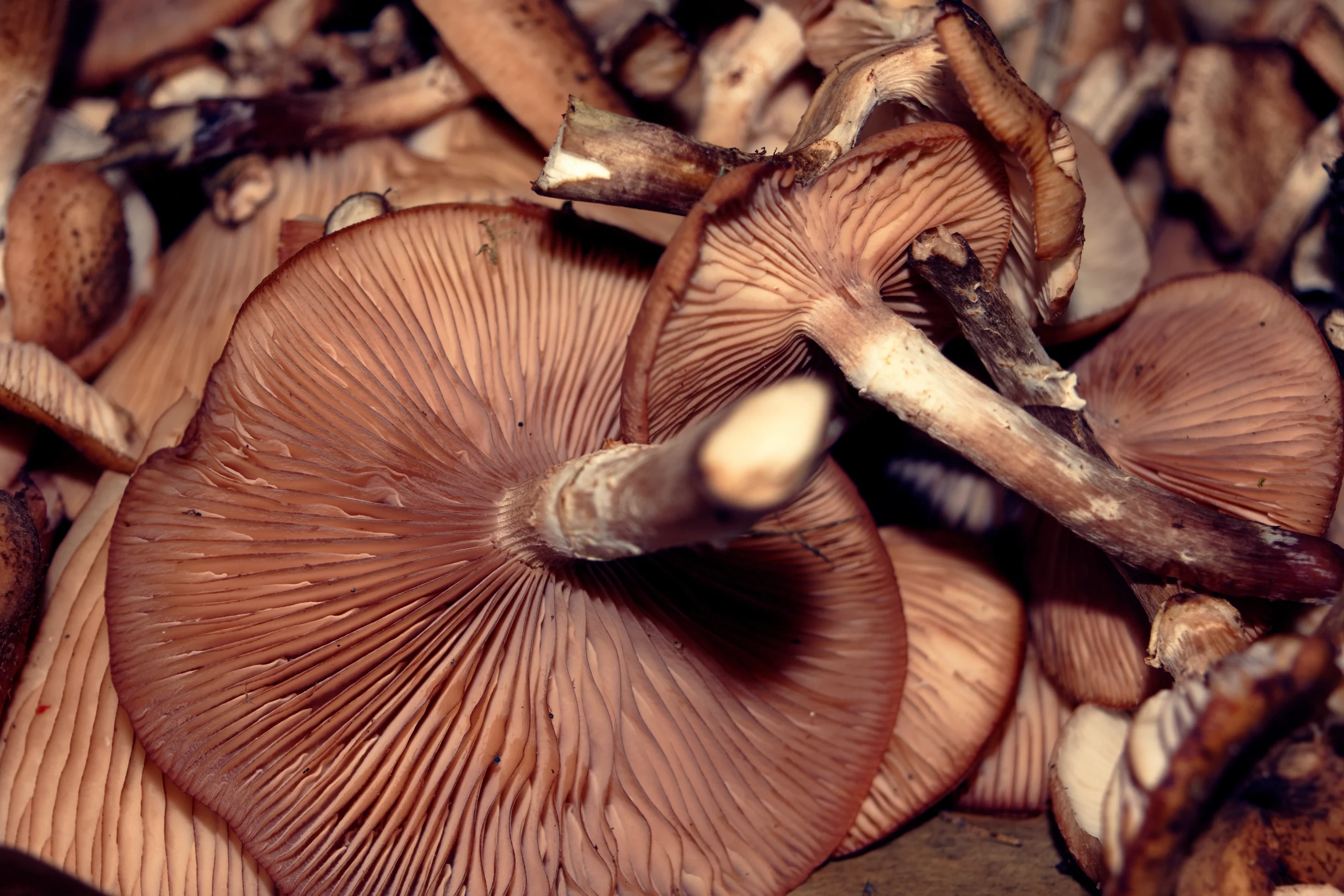 Mushroom, maitake