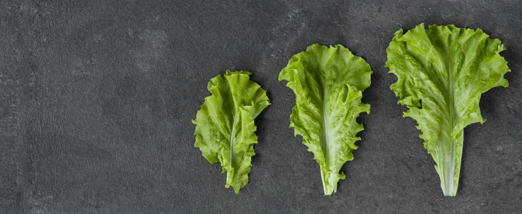 phytonutrients Lettuce, leaf, green, raw