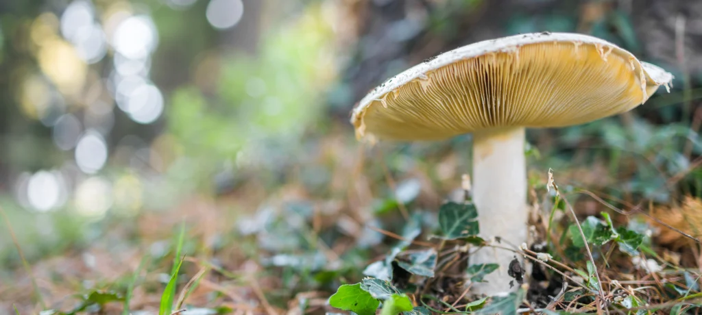 phytonutrients Mushroom, beech